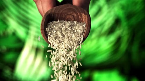 Raw Rice Falls From the Scoop
