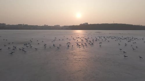 Aerial Close Up View of City Pond and Seagulls on the Ice Drone is Flying Forwards Low Over Frozen