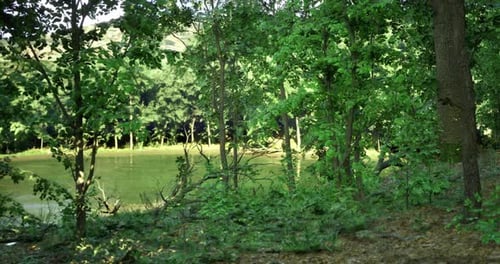 Lush Green Forest Surrounding a Serene Lake During Daytime