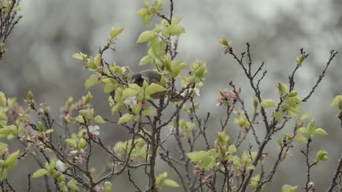 Pequeno pássaro decolando de uma árvore na primavera. Câmera lenta.