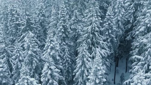 Aerial Whiteblue Winter Forest Background Beautiful Snow Fall Landscape Canada
