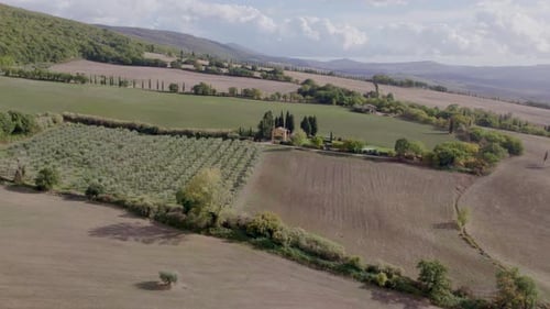 Luftaufnahme der Olivenbaumernte im Herbst in der toskanischen Landschaft, Italien.