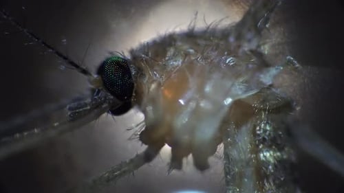 Macro View of Dead Mosquito with Long Nose and Dark Eyes Filmed Under a Microscope