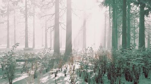 Mystical Winter Forest with Snow and Sun Rays Coming Through Trees