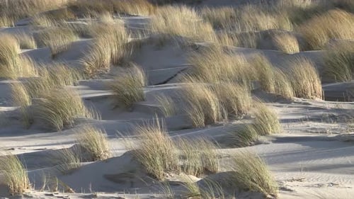 Dune grass on a beach blown by the wind on a sunny day. Stormy day during holidays at sea. Static Wi