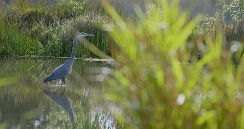 A great blue heron stands quietly in a lush marsh, surrounded by tall grasses and calm reflections