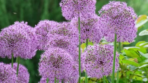 Campo de cebolla ornamental Allium