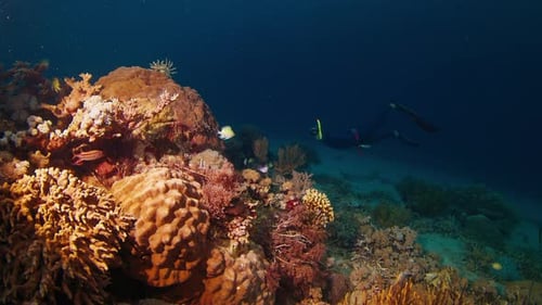 Freediver swims underwater over the coral reef at night