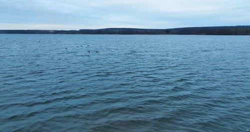 Little wild ducks flying really low over the surface of the river.