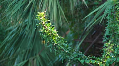 Subtropical Jungles Wild Vegetation with Green Palm Trees in Southern Florida USA Dense Rainforest