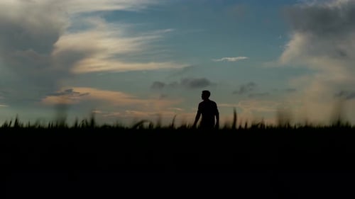 Farmer Silhouette Walks in Rye Field and Touches Ripening Wheat Ears with Hand Agronomist Man Going