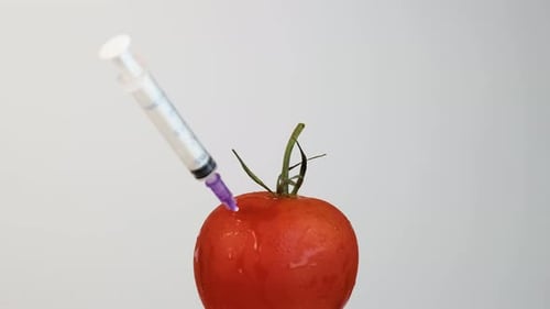 Disposable Syringe Injected Into Natural Tomato