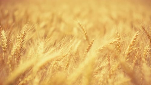 Golden wheat field in sunshine. Ripe grains ready for harvest.