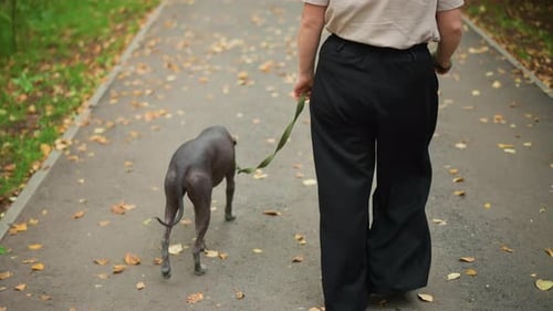 Woman Strolling With Her Hairless Dog Among Autumn Leaves Female Individual Enjoying Peaceful Walk