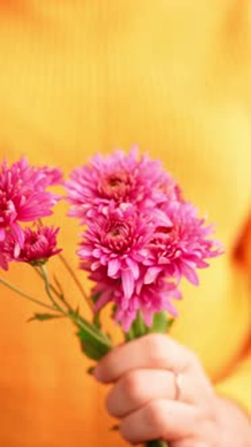 Woman in Yellow Sweater Showing Into Camera Pink Chrysanthemum Selective Focus Bush of Autumnal
