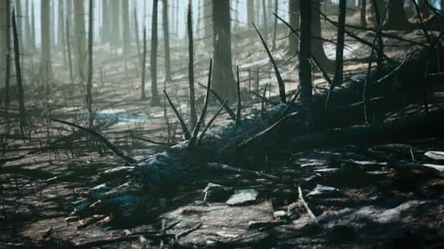 Forest with Smoke Arter Fire
