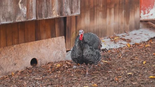 A turkey is standing in a yard with a fence behind it