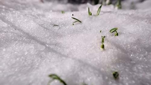 Nahaufnahme von Schneeglöckchenblumen im schnell schmelzenden Schnee im Zeitraffer am Frühlingsmorgen