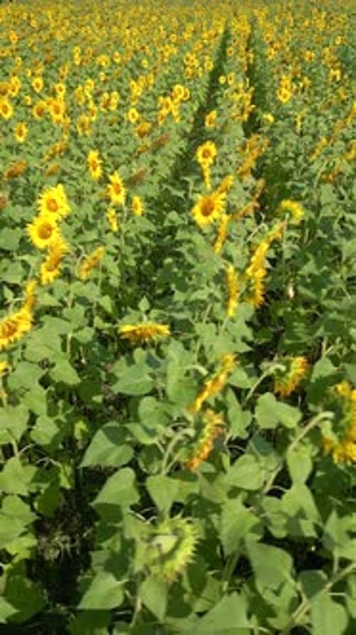 Sunflower Field in Summer