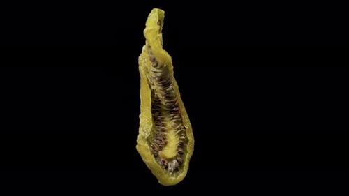 dried kiwi rotate, on a black background close-up. In move