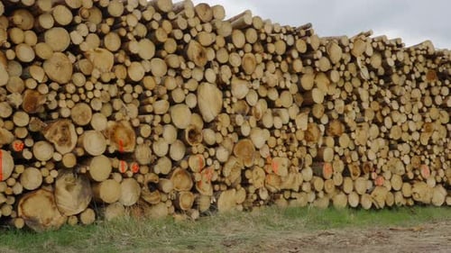 Large pile of cut logs in rural setting