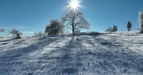 Winter Trees Alpine Landscape Early Morning Sunrise Holiday Travel And Tourism Frosty Tree Tops