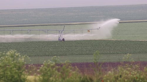 Crops On The Field Watered Through Center Pivot Irrigation System. wide