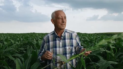 Senior farmer standing in corn field examining crop root in his hands.