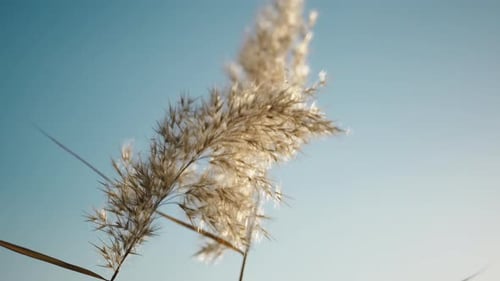 Delicate Reed Plants Swaying in the Wind