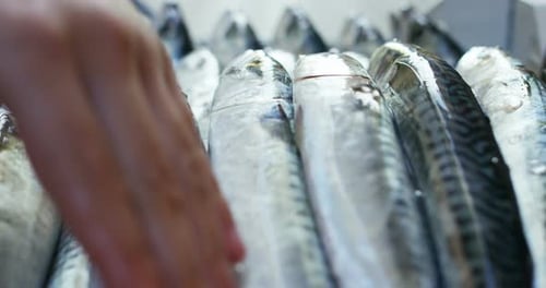 selection of high-quality fresh fish for sale at the port