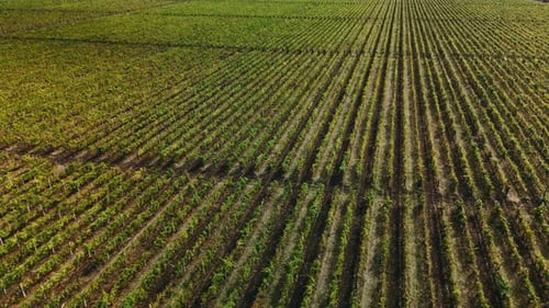 A Stunning Aerial View of Lush Fields with Arranged Crop Rows Showcasing Diverse Farming