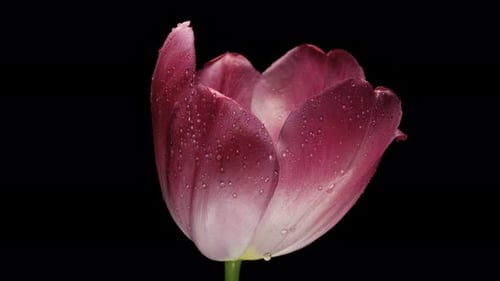 Pink tulip spins en black background. close-up. water drops