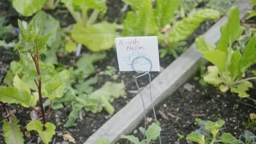 mélange de melons sur le sol, dans le jardin, dans le sol