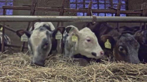 close up of cows eating hay in stall