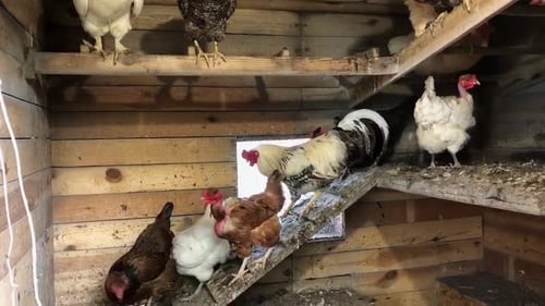 Chickens in the hen house. Chickens descend from the perch. A group of chickens