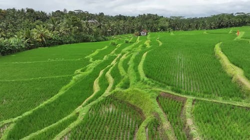 Aerial view of rice terraces in Bali, Indonesia