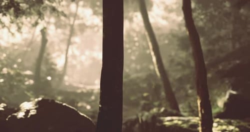 Sunlight Filtering Through Trees in a Serene Forest Setting