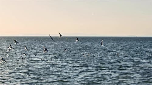 Seagulls Flying On The Beach In The Winter Afternoon 2