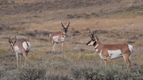 Pronghorn bucks moving through a field in the Wyoming wilderness