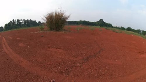 weeds growing on red soil.