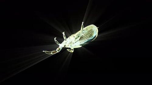 Glass Mite Bug on Black Bg Rotate Endless