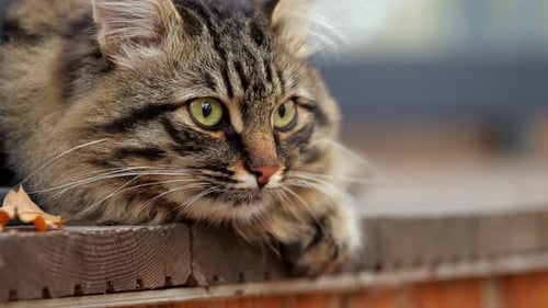 Fluffy Tabby Cat Rests on Wooden Floor on Terrace Near House
