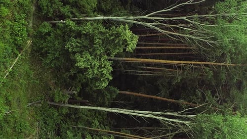 Vertical Forest Flyover Background Trees Grass