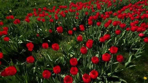 Red blooming tulips in the city flowerbed