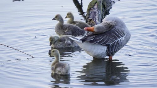 A group of young goslings follows the adult geese as they swim in the pond.