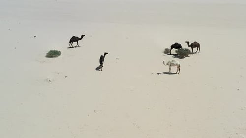 Group of Camels in the heart of Saudi Arabia desert