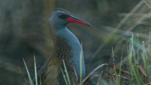 Close Up of Water Rail Bird in Grassy Area