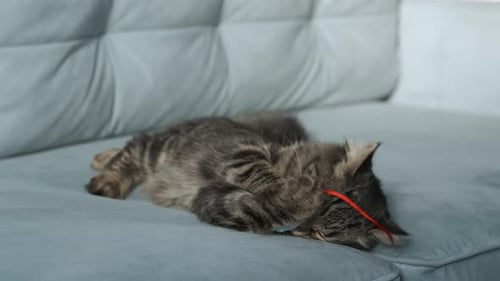 Gatinho malhado pega em suas patas um brinquedo e tenta arranhá-lo à luz do dia