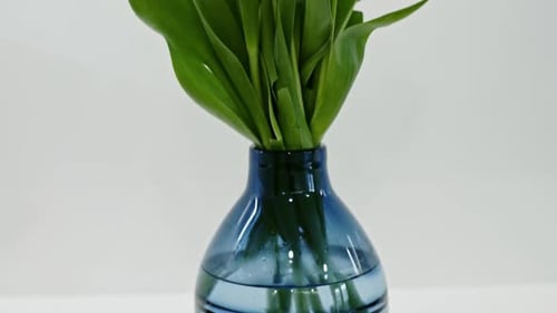 Decorative Arrangement in a Blue Glass Vase of Fresh Yellow and White Spring Tulips on a White