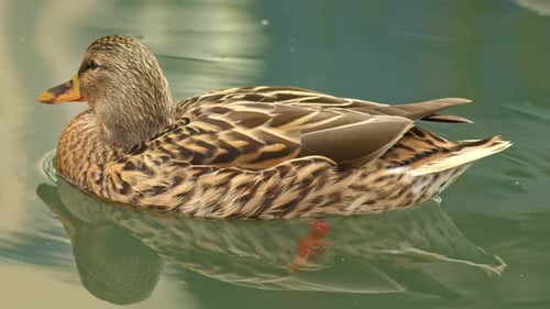Pato salvaje hembra en el agua 4